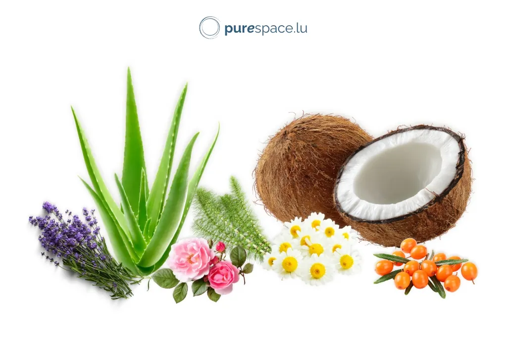 Ingrédients naturels de cosmétiques : aloe vera, lavande, prêle, camomille, noix de coco et argousier sur fond blanc — Purespace.lu. Ingrédients naturels de cosmétiques : aloe vera, lavande, prêle, camomille, noix de coco et argousier sur fond blanc — Purespace.lu.