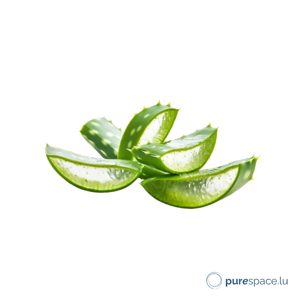 Tranches d'aloe vera bio, actif apaisant et hydratant des soins Odylique