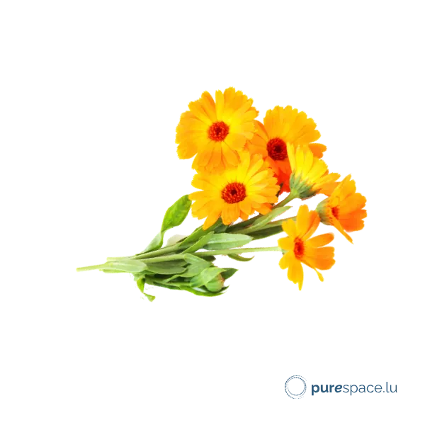 Fleurs de calendula bio, actif réparateur des soins Odylique