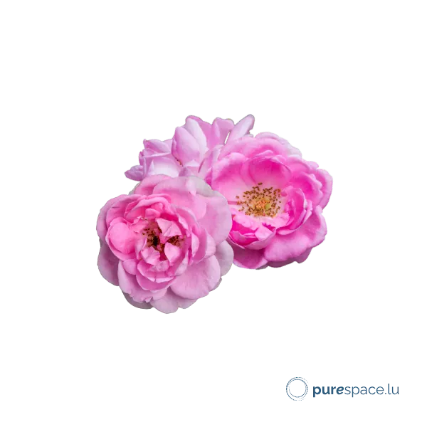 Roses de Damas bio, hydrolat apaisant des soins Odylique